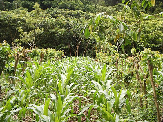 This New Amazing Technique Can Replace The Slash-And-Burn Method And Transform Agriculture For The Better